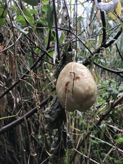 Chayote (Sicyos edulis)