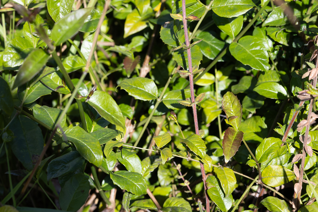 Scaevola oppositifolia (Scaevola oppositifolia)