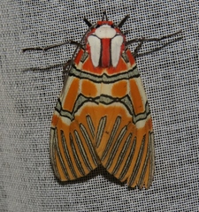 Anaxita decorata