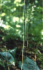 Platanthera macrophylla