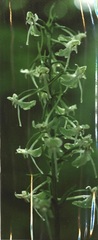 Platanthera macrophylla