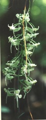 Platanthera macrophylla