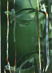 Platanthera macrophylla