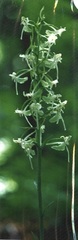 Platanthera macrophylla