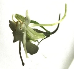 Platanthera macrophylla