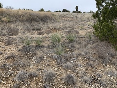 Yucca campestris