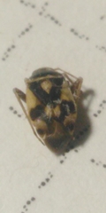 Polymerus brevicornis