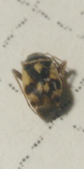 Polymerus brevicornis