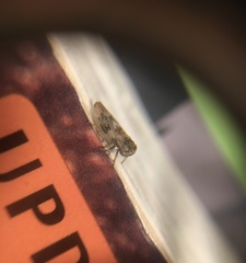 Rhytidodus decimusquartus