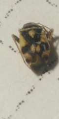 Polymerus brevicornis