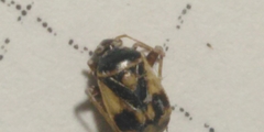 Polymerus brevicornis