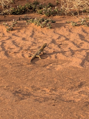 Central Bearded Dragon