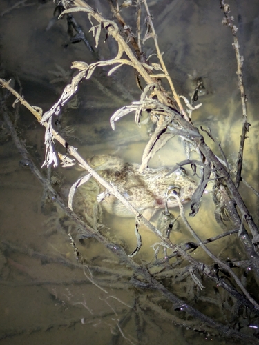 Barking Frog, Limnodynastes fletcheri