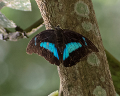 Archaeoprepona demophon