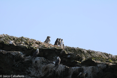 Spheniscus humboldti