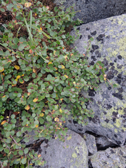 Betula glandulosa