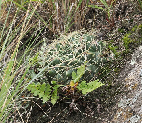 Gymnocalycium monvillei