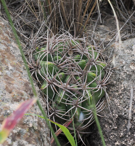 Gymnocalycium mostii