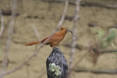 Caatinga Cacholote photo 2