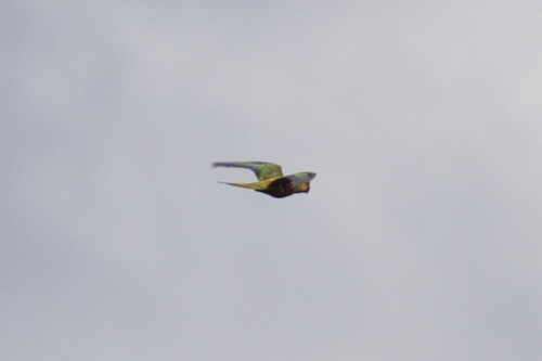 Golden-capped Parakeet