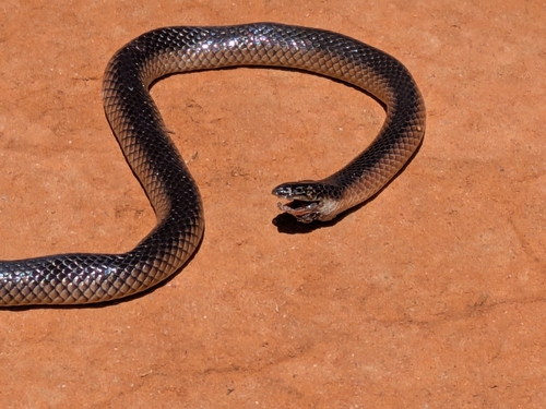 Mallee Black-backed Snake, Suta nigriceps
