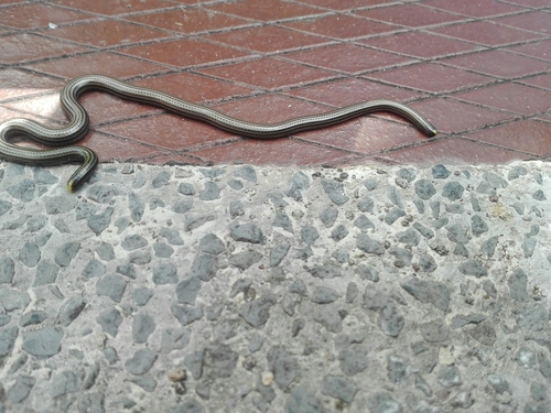 Photo of a Black Blind Snake (magnamaculata) (Epictia magnamaculata)