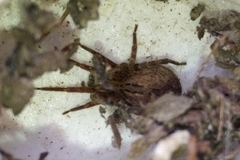 Zoropsis bilineata