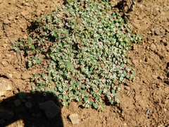 Euphorbia polycarpa polycarpa