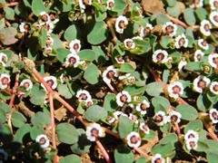 Euphorbia polycarpa polycarpa