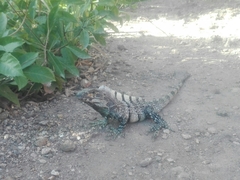 Ctenosaura similis multipunctata