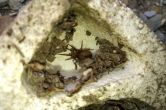 Zoropsis bilineata