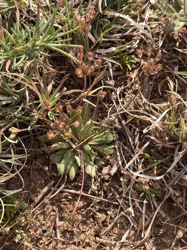 western rock-jasmine (Androsace occidentalis)