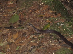 Cacophis squamulosus