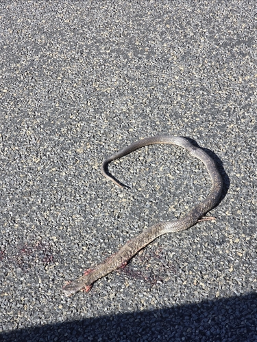 Blue-bellied Black Snake