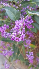 Hardenbergia