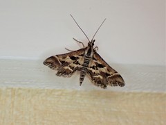 Diasemia grammalis