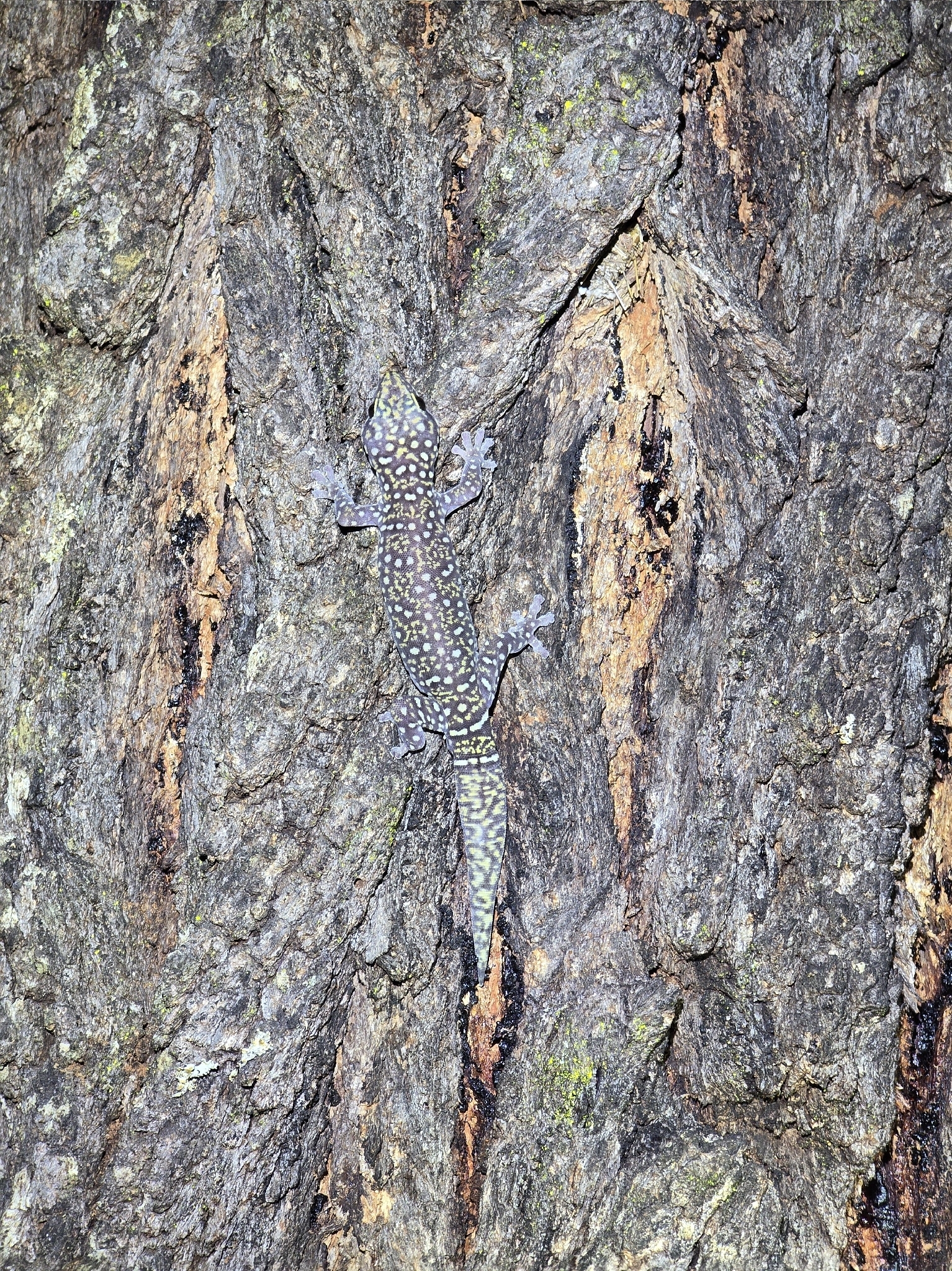 Basalt Velvet Gecko, Oedura atra