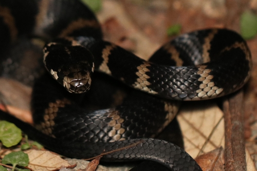 Stephens' Banded Snake