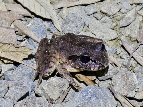 Gray Barred Frog, Mixophyes balbus
