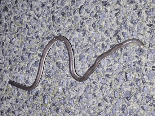 Blackish Blind Snake