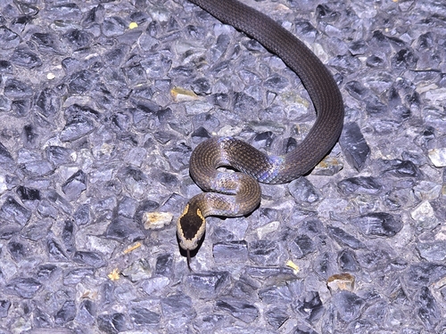 Golden-crowned Snake