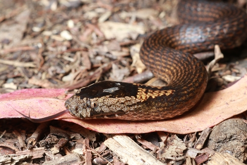 Golden-crowned Snake