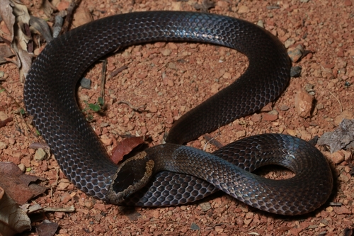 Golden-crowned Snake