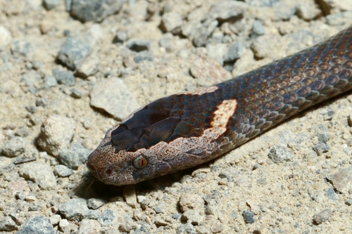 Golden-crowned Snake
