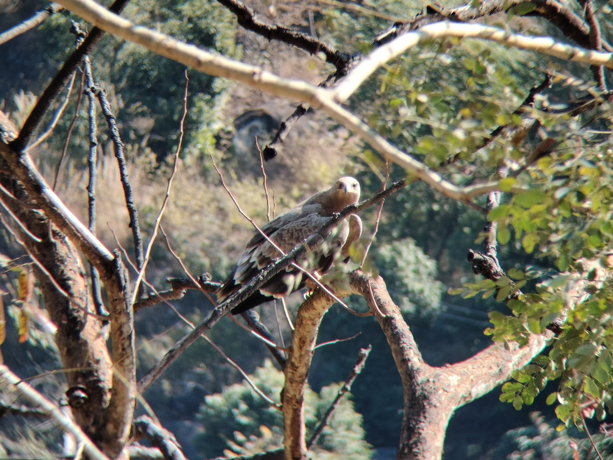 Steppe Eagle (Aquila nipalensis), photo 10