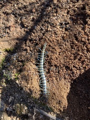 Scolopendra polymorpha