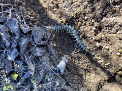 Scolopendra polymorpha