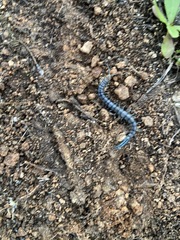 Scolopendra polymorpha