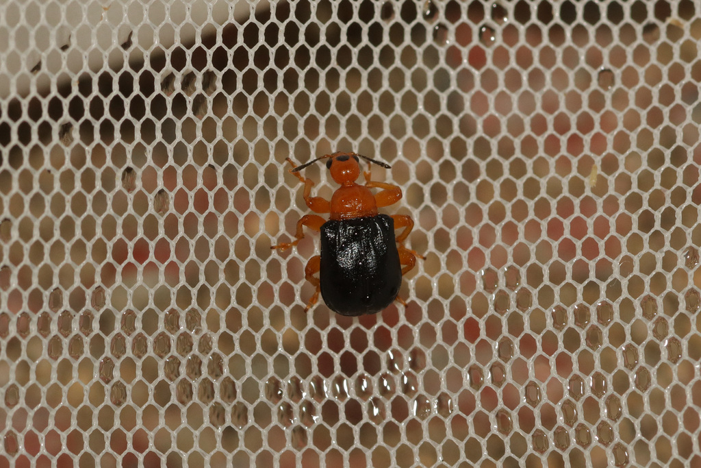 Tomapoderus ruficollis from Gojan-dong, Incheon, Incheon, KR on July 17 ...