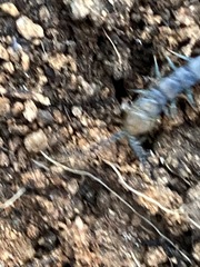 Scolopendra polymorpha